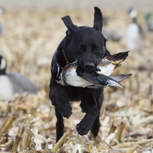 Meet your Posher, Todd